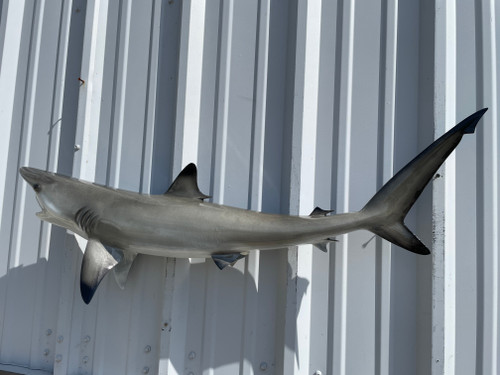 41 Inch Balcktip Shark Full Mount Replica - Flank View 41 Inch Balcktip Shark Full Mount Replica - Flank View