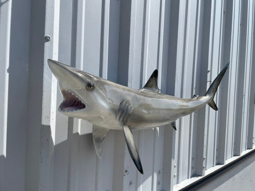 41 Inch Balcktip Shark Full Mount Replica - Head View 41 Inch Balcktip Shark Full Mount Replica - Head View