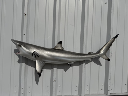 41 inch blacktip shark replica for sale
