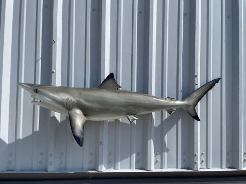 In Stock 49 Inch Blacktip Shark Mount - Side View