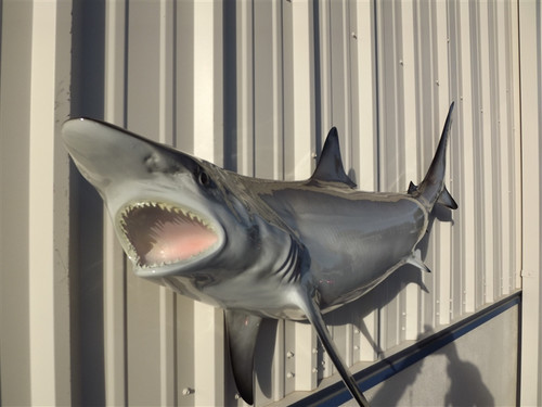 67 Inch Blacktip Shark Full Mount Shark Replica - Head View 67 Inch Blacktip Shark Full Mount Shark Replica - Head View