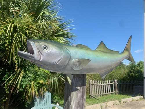 28 Inch Bluefish Full Mount Replica - Head View