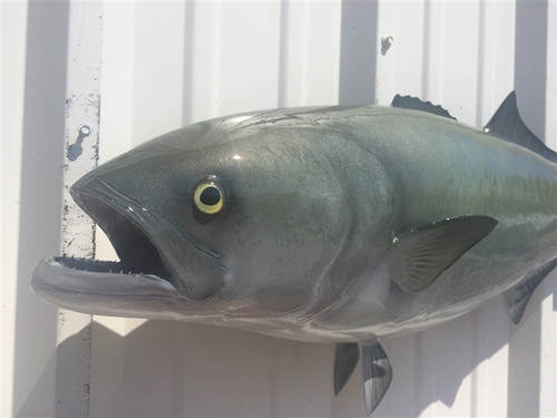 Bluefish Mounts By Mount This Fish | Bluefish Fish Mounts