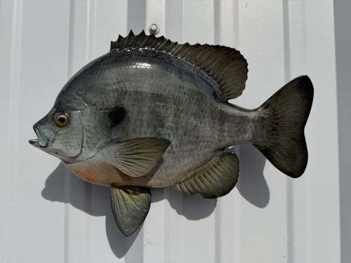In Stock 12 Inch Bluegill Fish Full Mount - Side View