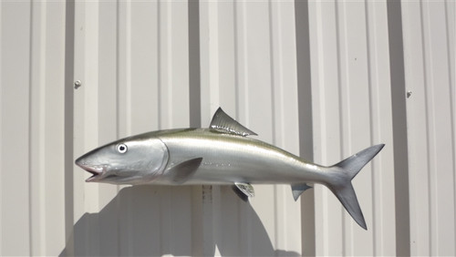 Seatrout Fish Mount Two Sided Wall Mount Fish Replica - 28 Inches