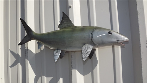 Bluefish 29 inch Full Mount Fiberglass Fish Replica - The Fish