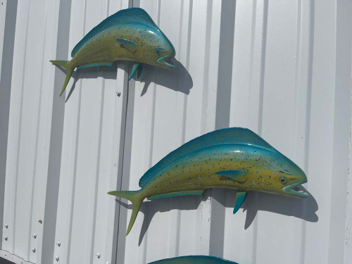 22 bull dolphin combo fish mounts for sale
