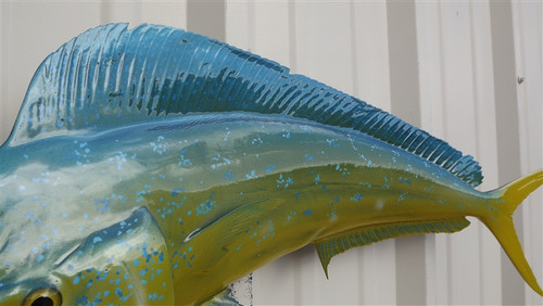 29 Inch Bull Dolphin Full Mount Fish Replica - Top View