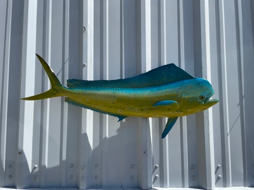36 Inch Bull Dolphin Fish Full Mount - Side View