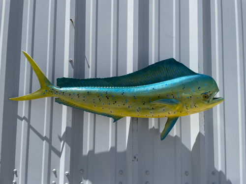 In Stock 36 Inch Bull Dolphin Fish Mount - Side View