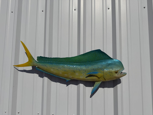In Stock 36 Inch Bull Dolphin Full Mount Fish Replica