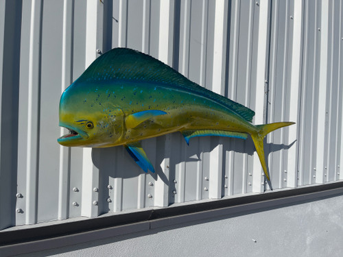 In Stock 48 Inch Bull Dolphin Fish Mount - Head View