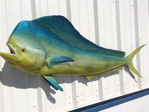 60 inch bull dolphin fish mount