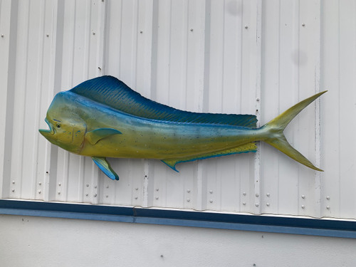 Photo of actual in stock bull dolphin will be uploaded soon