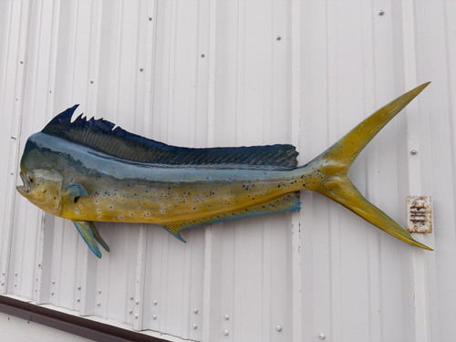 In Stock 60 Bull Dolphin Fish Mount - Flank View