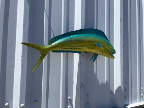 In Stock 22 Inch Bull Dolphin Fish Mount - Flank View In Stock 22 Inch Bull Dolphin Fish Mount - Flank View
