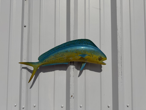 In Stock 22 Inch Bull Dolphin Fish Mount - Head View