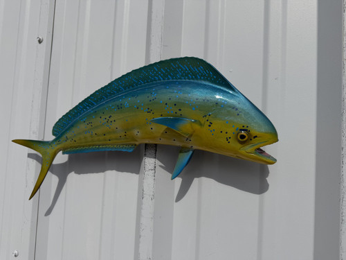 In Stock 22 Inch Bull Dolphin Fish Mount - Flank View