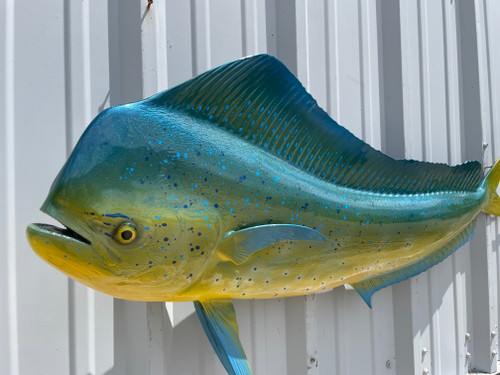 53 inch bull dolphin fish mount for sale 53 inch bull dolphin fish mount for sale