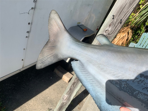 41" Blue Catfish Full Mount 41" Blue Catfish Full Mount
