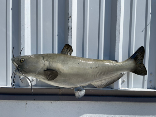 31 Inch Channel Catfish Fish Mount - Side View