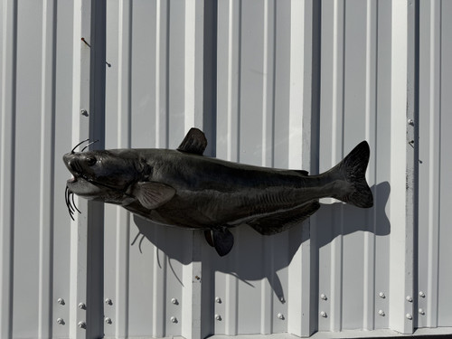 31 inch channel catfish mount for sale