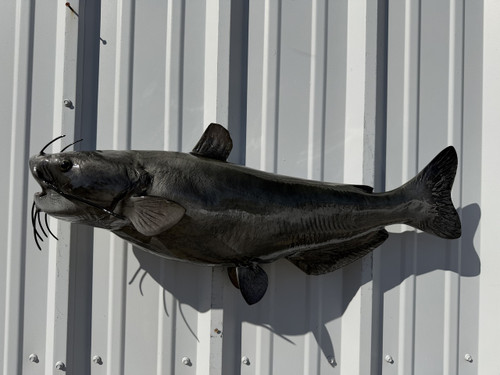 31 inch channel catfish mount in stock