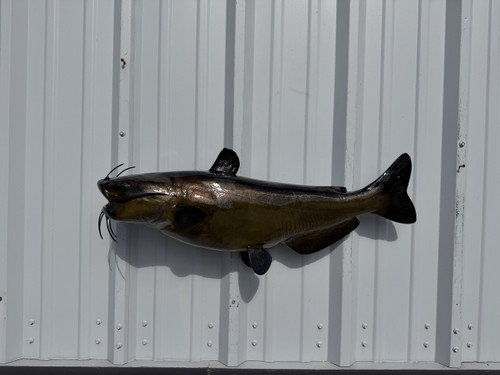31 inch channel catfish mount for sale