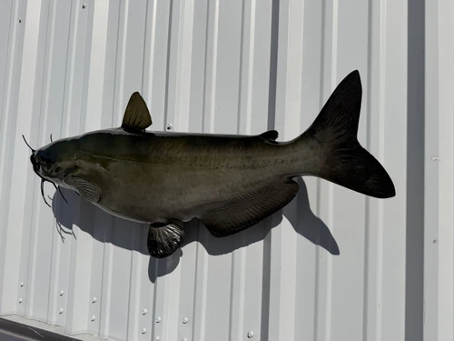 In Stock 34 Inch Channel Catfish Fish Mount  - Flank View