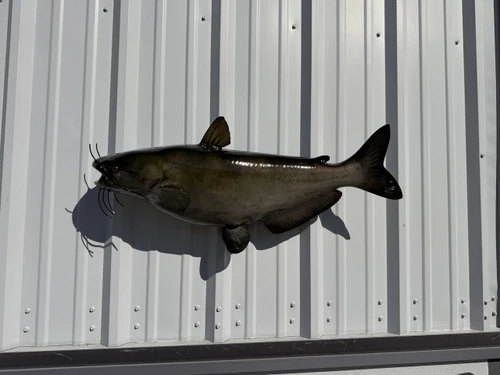 In Stock 34 Inch Channel Catfish Full Mount Fish Replica
