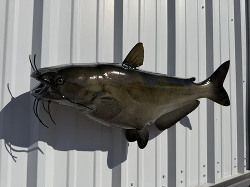 In Stock 34 Inch Channel Catfish Full Wall Mount  - Head View