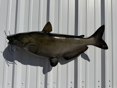 In Stock 34 Inch Channel Catfish Full Mount - Side View