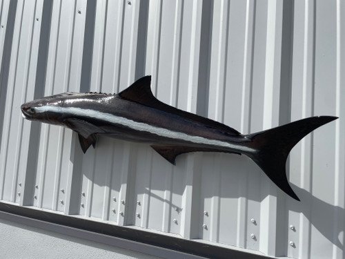 In Stock 48 Inch Cobia Fish Mount - Flank In Stock 48 Inch Cobia Fish Mount - Flank