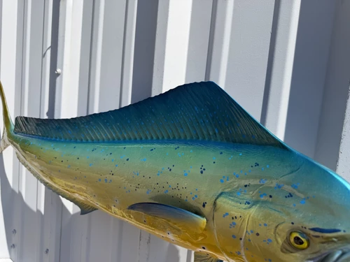 In Stock 37 Inch Cow Dolphin Full Mount Replica  - Top View