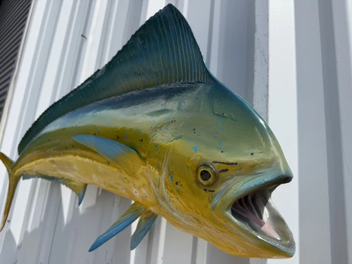 43 Inch Cow Dolphin Fish Mount - Face View