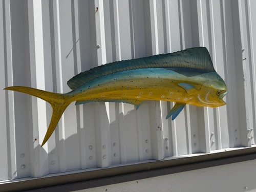 43 Inch Cow Dolphin Full Mount Fish Replica - Flank View