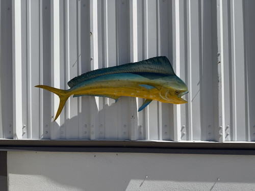 43 Inch Cow Dolphin Fish Mount Replica