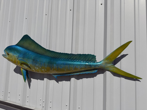 51 Inch Cow Dolphin Fish Mount - Flank View