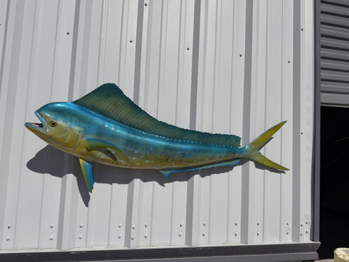 51 Inch Cow Dolphin Fish Mount Full Mount Fish Replica