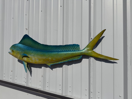51 inch cow dolphin full mount in stock