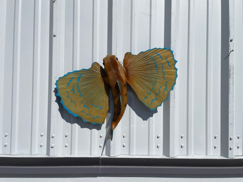 18 inch flying gurnard fish mount in stock