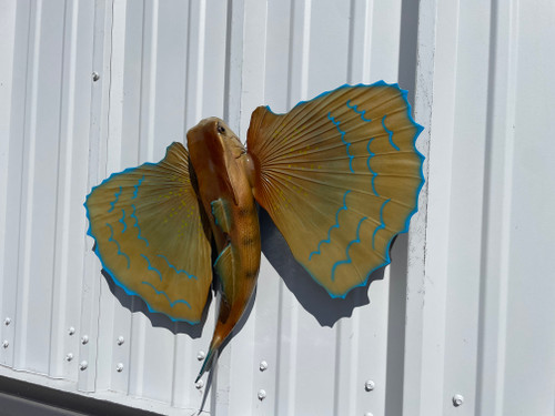 18 inch flying gurnard full mount fish replica