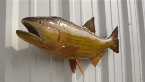 25" Golden Dorado Full Mount