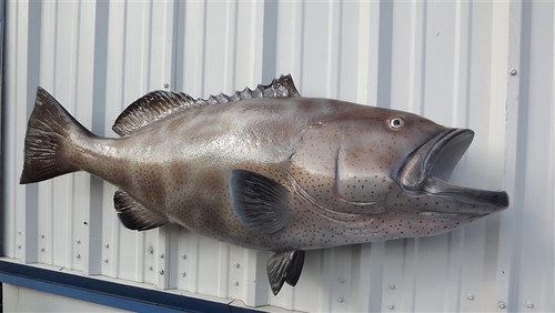 48 inch black grouper fish mount full sided replica