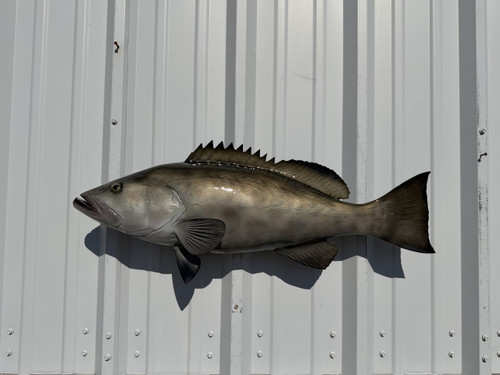 In Stock 32 Inch Gag Grouper Fish Mount Replica