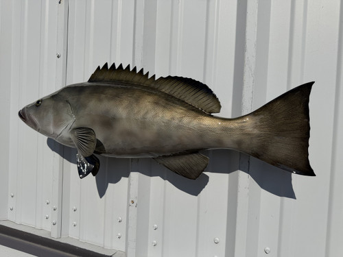 In Stock 32 Inch Gag Grouper Full Mount Fish Replica - Flank View