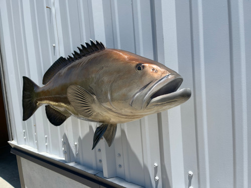 38 inch gag grouper fish replica in stock