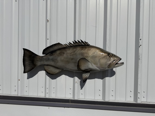38 inch gag grouper fish replica in stock