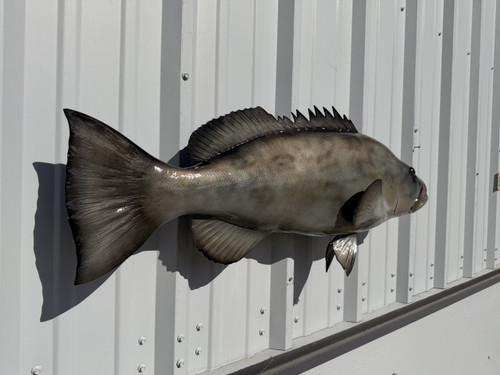 38 inch gag grouper fish mount in stock