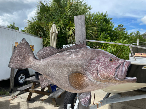 40 Inch Kitty Mitchell Grouper Full Mount Replica